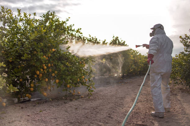 Professional Pest Control in Lafourche Crossing, LA