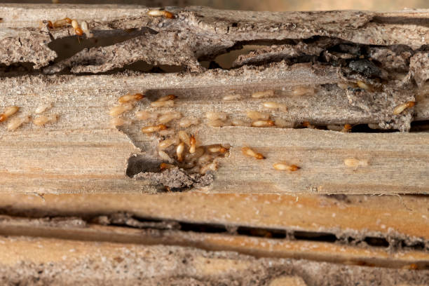 Best Pest Removal Services  in Fourche Crossing, LA