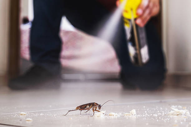 Best Wasp Removal Services  in Fourche Crossing, LA